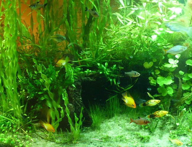 135 gallons planted tank (mostly live plants and fish) - tank1 135 gallons planted tank (mostly live plants and fish) - tank1