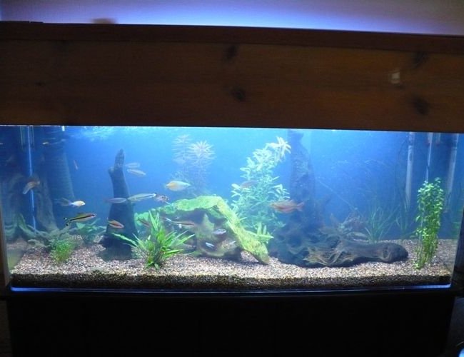 60 gallons planted tank (mostly live plants and fish) - This pic is of my 60 before the plants really took hold. It is much fuller and more colorful now! 60 gallons planted tank (mostly live plants and fish) - This pic is of my 60 before the plants really took hold. It is much fuller and more colorful now!