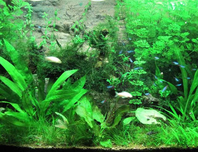 220 gallons planted tank (mostly live plants and fish) - 3 Mth Since Planting.
4ft Aqua Nova Tank. Approx 220Lt
3x Fluro tube lighting. 10 Hrs daily.
300 Watt Heater (Aqua One)
Eheim 1500 L/Hr Canister Filter
Timer Reg CO2 system. 1 Bubble / Sec.
Bioball CO2 Reactor (Approx 1000L/Hr)
Fine Pebbles / Sand (Bottom Substrate)
Professional Substrate (Top layer)
50L water change weekly. Substrate and liquid plant fertilizer added weekly. Cycle treated weekly. 220 gallons planted tank (mostly live plants and fish) - 3 Mth Since Planting.
4ft Aqua Nova Tank. Approx 220Lt
3x Fluro tube lighting. 10 Hrs daily.
300 Watt Heater (Aqua One)
Eheim 1500 L/Hr Canister Filter
Timer Reg CO2 system. 1 Bubble / Sec.
Bioball CO2 Reactor (Approx 1000L/Hr)
Fine Pebbles / Sand (Bottom Substrate)
Professional Substrate (Top layer)
50L water change weekly. Substrate and liquid plant fertilizer added weekly. Cycle treated weekly.