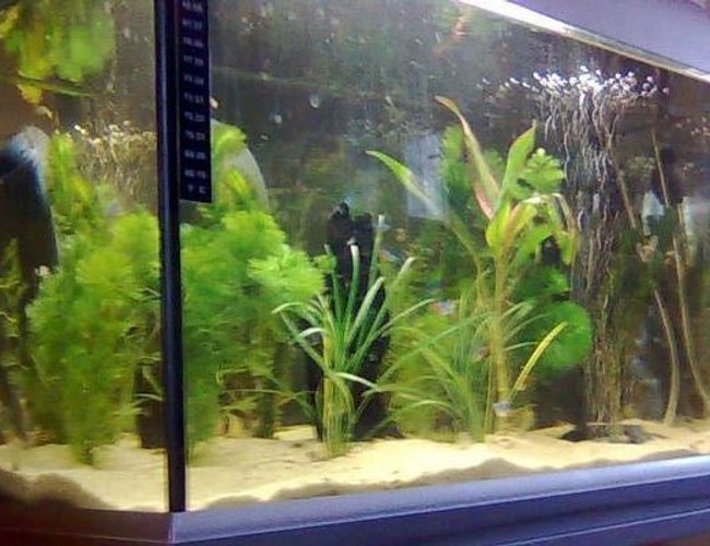 12 gallons planted tank (mostly live plants and fish) - My First tropical tank! 12 gallons planted tank (mostly live plants and fish) - My First tropical tank!