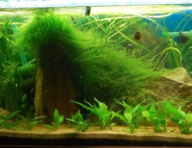 74 gallons planted tank (mostly live plants and fish) - 4ft 74 gallons planted tank (mostly live plants and fish) - 4ft