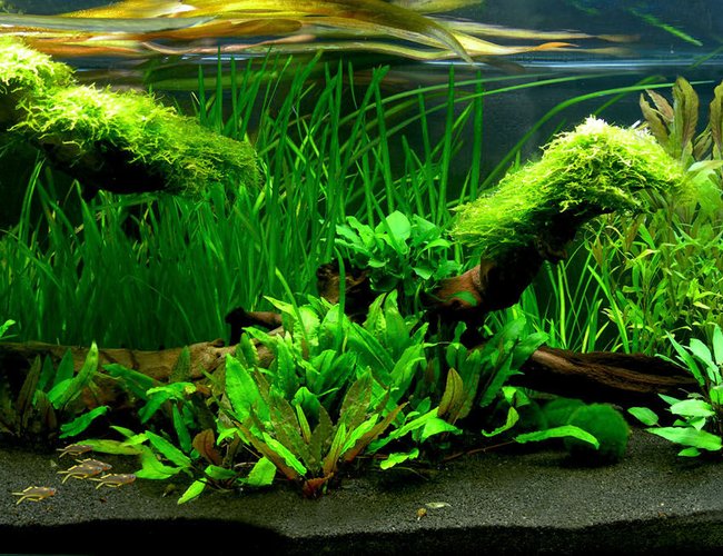 40 gallons planted tank (mostly live plants and fish) - a Fishtank looks like Australia.... 40 gallons planted tank (mostly live plants and fish) - a Fishtank looks like Australia....