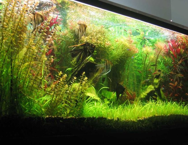 140 gallons planted tank (mostly live plants and fish) - 140 gallons 140 gallons planted tank (mostly live plants and fish) - 140 gallons