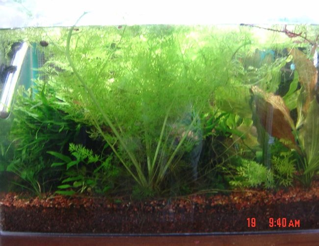 25 gallons planted tank (mostly live plants and fish) - Full view with water sprite in front covering everything else up. 25 gallons planted tank (mostly live plants and fish) - Full view with water sprite in front covering everything else up.