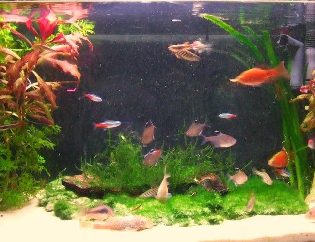 11 gallons planted tank (mostly live plants and fish) - My fish tank, Home to Over 30 fish :) Rate high :) 11 gallons planted tank (mostly live plants and fish) - My fish tank, Home to Over 30 fish :) Rate high :)