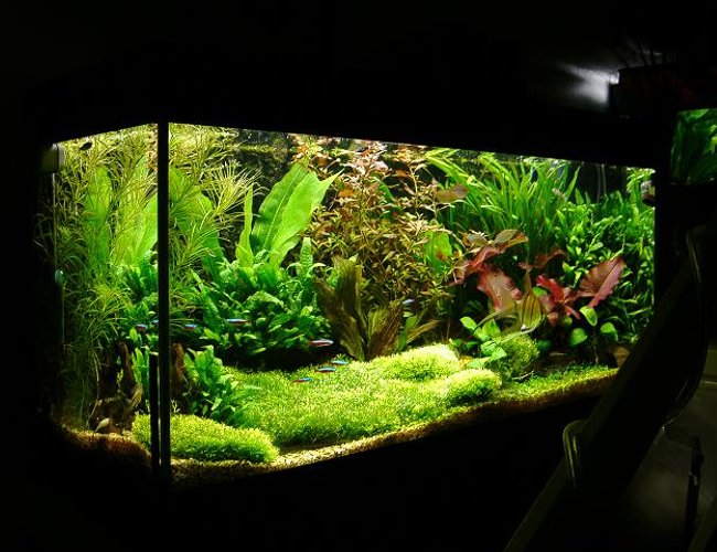 40 gallons planted tank (mostly live plants and fish) - this is the last layout in this tank (Juwel rio180) i am waiting for the current glosso carpet to fill out before posting the current pic. but for the time being here it is with a riccia carpet. 40 gallons planted tank (mostly live plants and fish) - this is the last layout in this tank (Juwel rio180) i am waiting for the current glosso carpet to fill out before posting the current pic. but for the time being here it is with a riccia carpet.
