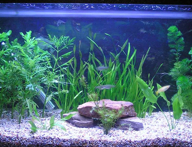 19 gallons planted tank (mostly live plants and fish) - 19.5g planted tank 19 gallons planted tank (mostly live plants and fish) - 19.5g planted tank