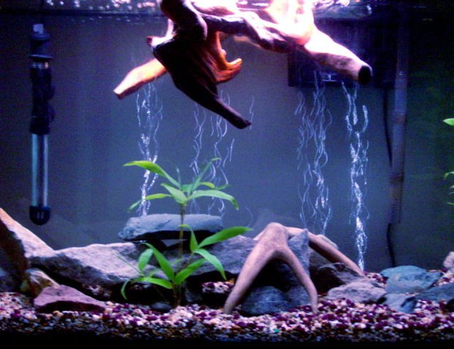 45 gallons planted tank (mostly live plants and fish) - 45 Gallon Tank - Flat River Rock/ Slabs - Bamboo Plants, Floating Wood Top Piece - Asiatic Knifefish, Needle Nose Gar, Angelfish, Kribensis Cichlids 45 gallons planted tank (mostly live plants and fish) - 45 Gallon Tank - Flat River Rock/ Slabs - Bamboo Plants, Floating Wood Top Piece - Asiatic Knifefish, Needle Nose Gar, Angelfish, Kribensis Cichlids