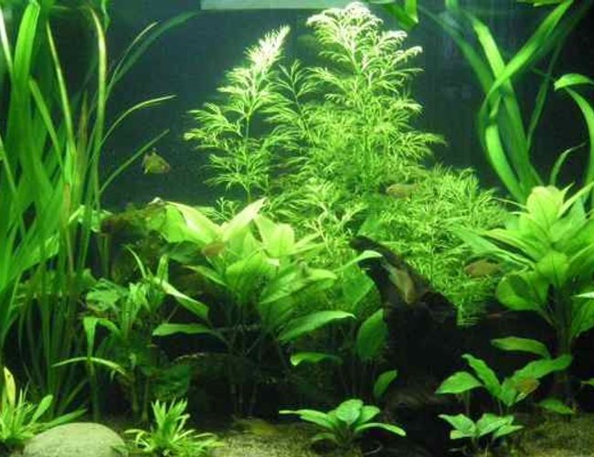 26 gallons planted tank (mostly live plants and fish) - 26 gallon bow front, Ehiem off the back, sponge filter medium only. Coralife light 24" 120 watt, stock bulbs. 10 hour lights on. Excel florish liquid co2. Plants are pearling. Thinking of injecting co2. 26 gallons planted tank (mostly live plants and fish) - 26 gallon bow front, Ehiem off the back, sponge filter medium only. Coralife light 24" 120 watt, stock bulbs. 10 hour lights on. Excel florish liquid co2. Plants are pearling. Thinking of injecting co2.