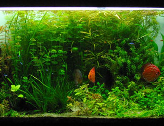 135 gallons planted tank (mostly live plants and fish) - 135Gal planted discus and tetra tank on a 75gal sump 135 gallons planted tank (mostly live plants and fish) - 135Gal planted discus and tetra tank on a 75gal sump