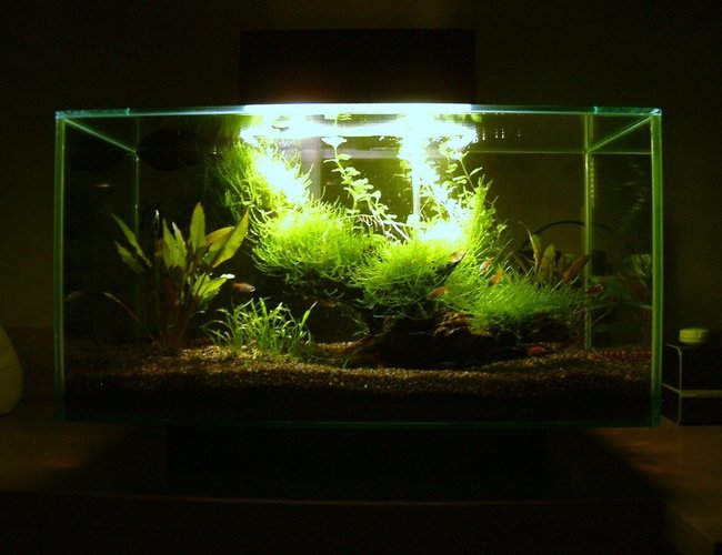 6 gallons planted tank (mostly live plants and fish) - Planted Fluval EDGE Nano Aquarium 6 gallons planted tank (mostly live plants and fish) - Planted Fluval EDGE Nano Aquarium