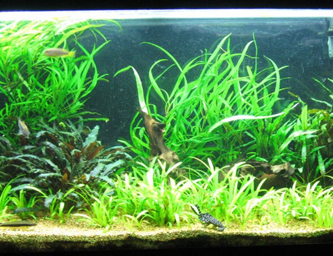 86 gallons planted tank (mostly live plants and fish) - Aquatic Delight. 86 gallons planted tank (mostly live plants and fish) - Aquatic Delight.