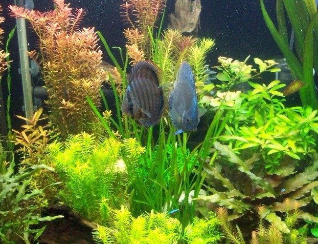 65 gallons planted tank (mostly live plants and fish) - Pearling plants 65 gallons planted tank (mostly live plants and fish) - Pearling plants