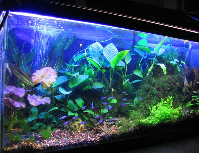 100 gallons planted tank (mostly live plants and fish) - 30 gallon 100 gallons planted tank (mostly live plants and fish) - 30 gallon