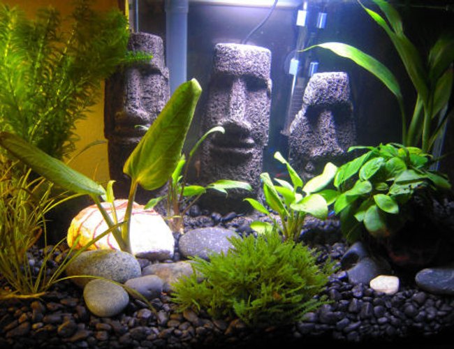 6 gallons planted tank (mostly live plants and fish) - My nano tank 6 gallons planted tank (mostly live plants and fish) - My nano tank