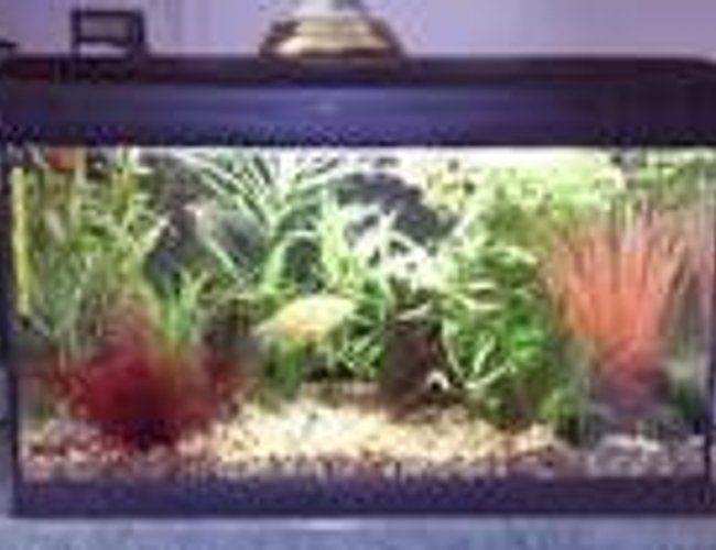 12 gallons planted tank (mostly live plants and fish) - Small is beautiful 12 gallons planted tank (mostly live plants and fish) - Small is beautiful