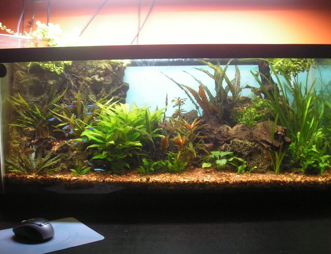 70 gallons planted tank (mostly live plants and fish) - The 30 gallon tank 70 gallons planted tank (mostly live plants and fish) - The 30 gallon tank