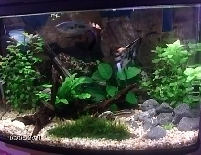17 gallons planted tank (mostly live plants and fish) - . 17 gallons planted tank (mostly live plants and fish) - .