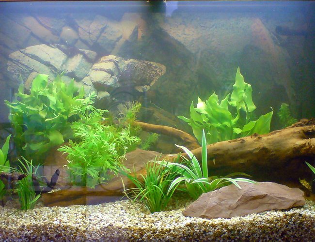 32 gallons planted tank (mostly live plants and fish) - My planted tank 32 gallons planted tank (mostly live plants and fish) - My planted tank