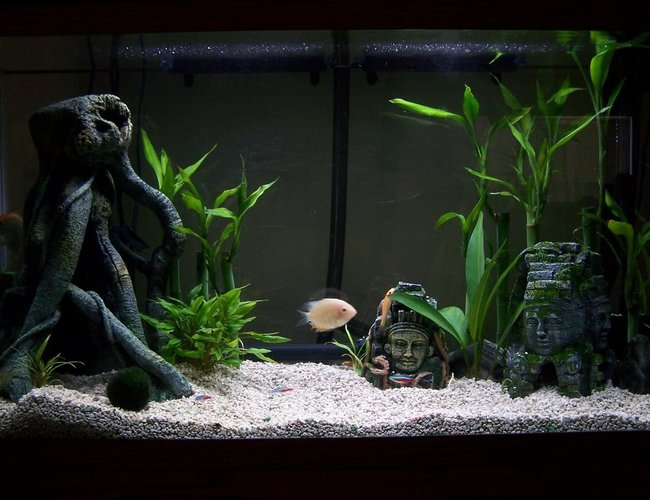 33 gallons planted tank (mostly live plants and fish) - Aztec ruins 33 gallons planted tank (mostly live plants and fish) - Aztec ruins