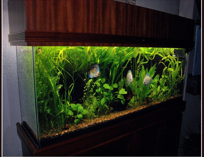 125 gallons planted tank (mostly live plants and fish) - 55 gallon planted aquarium with discus fish. Fluval 305, 4 - 40w T12 fluorescent tubes, 6,500K. 125 gallons planted tank (mostly live plants and fish) - 55 gallon planted aquarium with discus fish. Fluval 305, 4 - 40w T12 fluorescent tubes, 6,500K.