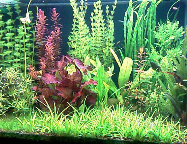 52 gallons planted tank (mostly live plants and fish) - This is my planted tank 200 liter 52 gallons planted tank (mostly live plants and fish) - This is my planted tank 200 liter