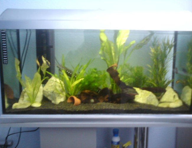 26 gallons planted tank (mostly live plants and fish) - New fish and plants just been added :) any suggestion for new fish to try? 26 gallons planted tank (mostly live plants and fish) - New fish and plants just been added :) any suggestion for new fish to try?