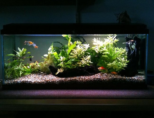 22 gallons planted tank (mostly live plants and fish) - My tank. 22 gallons planted tank (mostly live plants and fish) - My tank.