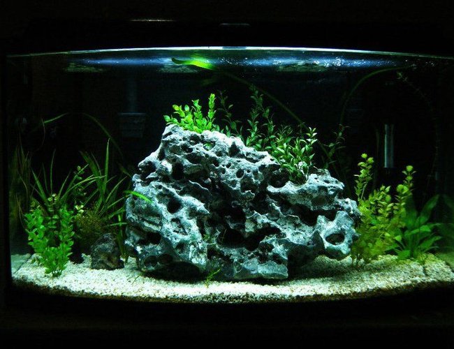 46 gallons planted tank (mostly live plants and fish) - i actualy didnt even plan on rearanging my aquarium untill i came across this rock.it is a forty six-gallon bowfront. the substrate is crushed coral, live plants from a local river, the rock actualy came from the same river, i saw it when i was snorkeling and had to go back and get it! i currently only have five, inch long african cichlids. one daffodill, two yellow labs, and two kenyii. the filtration consists of two hang on penguin bio wheel 300's. lighting is provided by only one flourescent 10,000 k bulb, when i can afford it im gonna get a twin bulb compact fixture. the heater keeps the tank a constant 78 degrees f. and the koralia current creator helps keep the water moving constantly, it flows around the front of the rock, keep in mind this tank was created on a budget 46 gallons planted tank (mostly live plants and fish) - i actualy didnt even plan on rearanging my aquarium untill i came across this rock.it is a forty six-gallon bowfront. the substrate is crushed coral, live plants from a local river, the rock actualy came from the same river, i saw it when i was snorkeling and had to go back and get it! i currently only have five, inch long african cichlids. one daffodill, two yellow labs, and two kenyii. the filtration consists of two hang on penguin bio wheel 300's. lighting is provided by only one flourescent 10,000 k bulb, when i can afford it im gonna get a twin bulb compact fixture. the heater keeps the tank a constant 78 degrees f. and the koralia current creator helps keep the water moving constantly, it flows around the front of the rock, keep in mind this tank was created on a budget