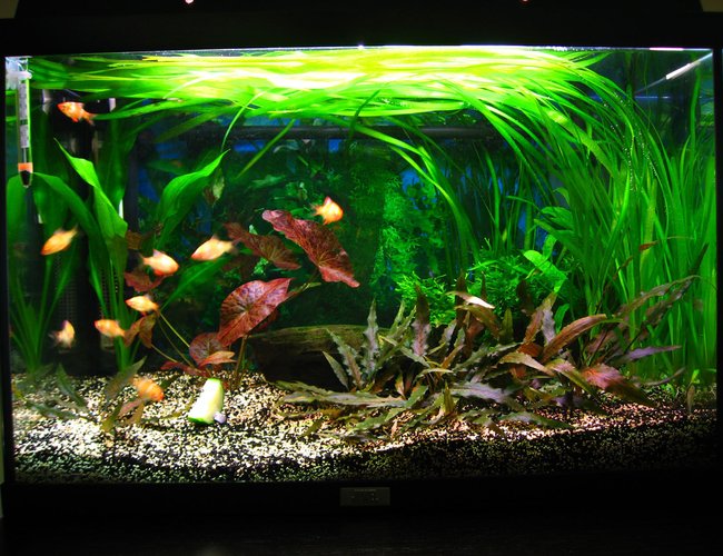 18 gallons planted tank (mostly live plants and fish) - About 1 year old tank.
Courgette is for food, not a plant :-D 18 gallons planted tank (mostly live plants and fish) - About 1 year old tank.
Courgette is for food, not a plant :-D