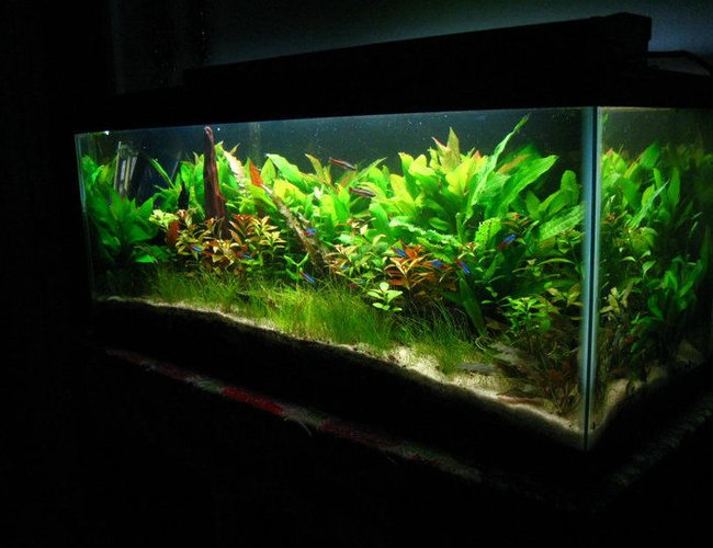 20 gallons planted tank (mostly live plants and fish) - 20 gal 20 gallons planted tank (mostly live plants and fish) - 20 gal