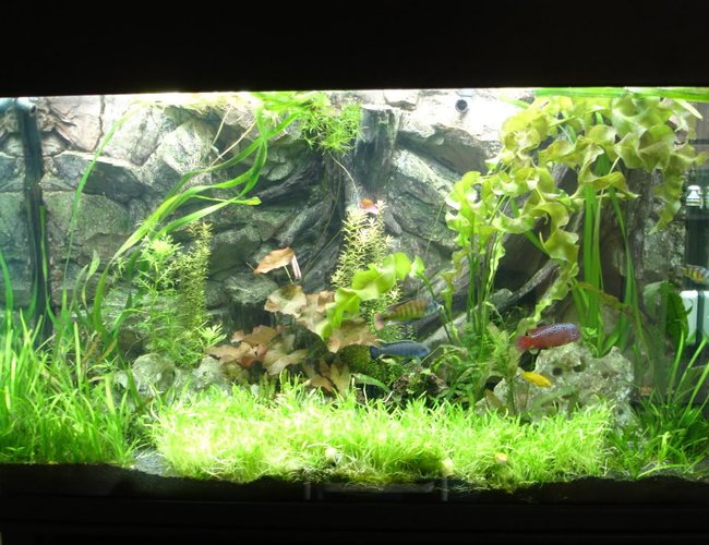 105 gallons planted tank (mostly live plants and fish) - My planted African cichlid tank 105 gallons planted tank (mostly live plants and fish) - My planted African cichlid tank