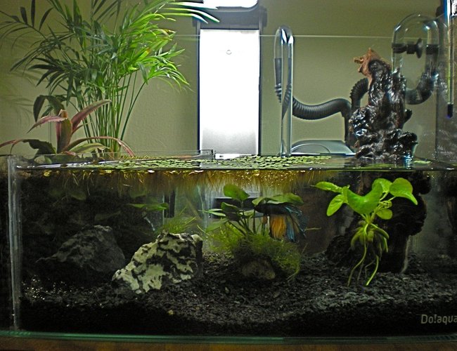 3 gallons planted tank (mostly live plants and fish) - 1337 3 gallons planted tank (mostly live plants and fish) - 1337