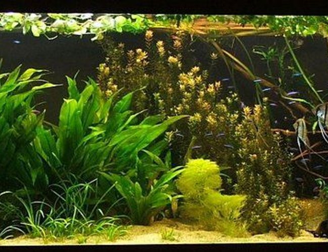 422 gallons planted tank (mostly live plants and fish) - angelfish, discus, planted aquarium 422 gallons planted tank (mostly live plants and fish) - angelfish, discus, planted aquarium