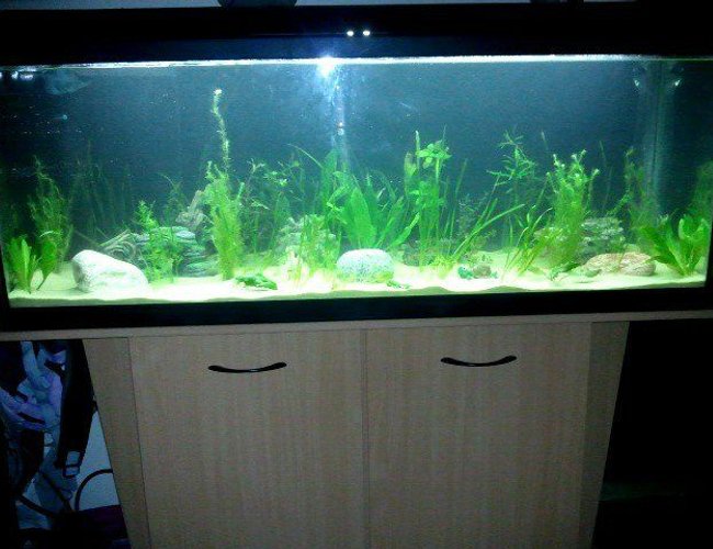 48 gallons planted tank (mostly live plants and fish) - My new tank only set up yesterday! 200 litres :) 48 gallons planted tank (mostly live plants and fish) - My new tank only set up yesterday! 200 litres :)