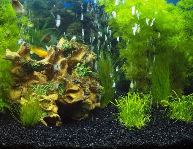 25 gallons planted tank (mostly live plants and fish) - Newly planted.
Hoping the plants do ok, they seem to be doing well.. 25 gallons planted tank (mostly live plants and fish) - Newly planted.
Hoping the plants do ok, they seem to be doing well..