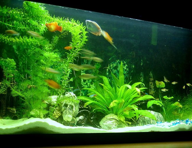 132 gallons planted tank (mostly live plants and fish) - My small fish tank 132 gallons planted tank (mostly live plants and fish) - My small fish tank