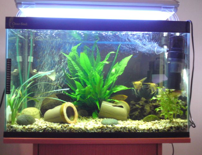 28 gallons planted tank (mostly live plants and fish) - sarah's tank 28 gallons planted tank (mostly live plants and fish) - sarah's tank