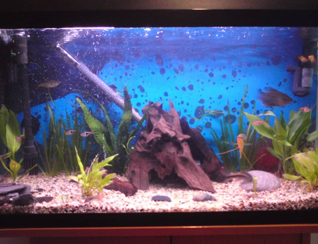 50 gallons planted tank (mostly live plants and fish) - my 1st tank, only 2wks old... 50 gallons planted tank (mostly live plants and fish) - my 1st tank, only 2wks old...