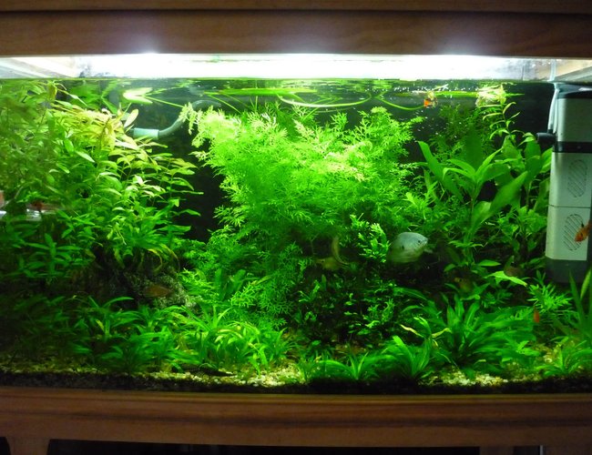 45 gallons planted tank (mostly live plants and fish) - 150L Fresh water planted community 45 gallons planted tank (mostly live plants and fish) - 150L Fresh water planted community