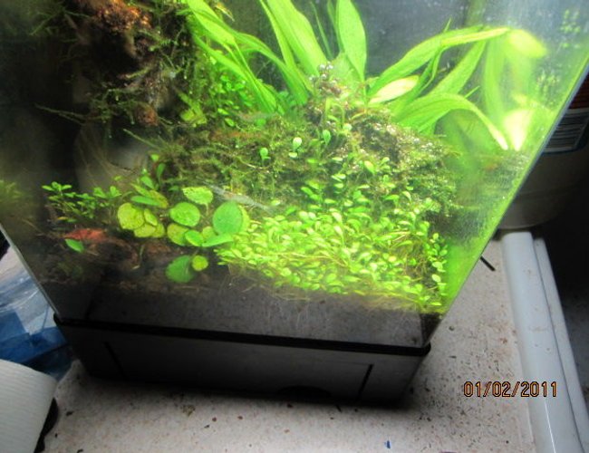 135 gallons planted tank (mostly live plants and fish) - 1.5 135 gallons planted tank (mostly live plants and fish) - 1.5