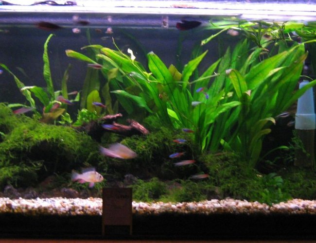 60 gallons planted tank (mostly live plants and fish) - new setup 60 gallons planted tank (mostly live plants and fish) - new setup