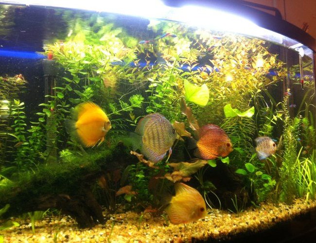 48 gallons planted tank (mostly live plants and fish) - Discus 48 gallons planted tank (mostly live plants and fish) - Discus