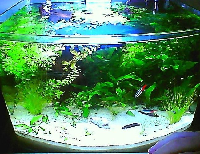 3 gallons planted tank (mostly live plants and fish) - the jicotope 3 gallons planted tank (mostly live plants and fish) - the jicotope