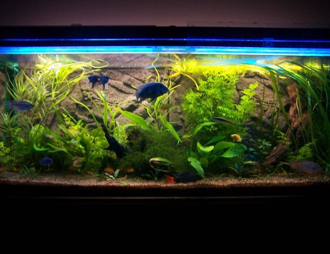65 gallons planted tank (mostly live plants and fish) - 4'x18"x18" Planted cichlid/tropical community. Approx 18mths old 65 gallons planted tank (mostly live plants and fish) - 4'x18"x18" Planted cichlid/tropical community. Approx 18mths old