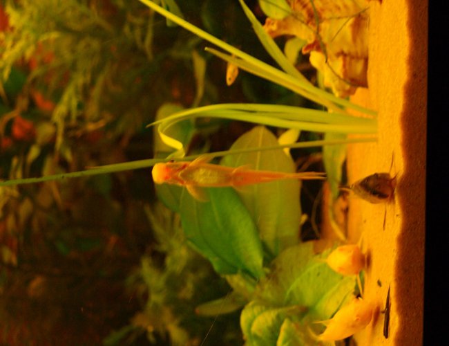 80 gallons planted tank (mostly live plants and fish) - Sucker Loach doing a good job of keeping the algae down 80 gallons planted tank (mostly live plants and fish) - Sucker Loach doing a good job of keeping the algae down