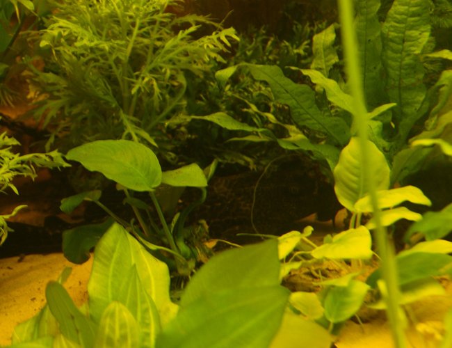 80 gallons planted tank (mostly live plants and fish) - Go on Come out and have your photo taken!!! My Pleco being shy 80 gallons planted tank (mostly live plants and fish) - Go on Come out and have your photo taken!!! My Pleco being shy