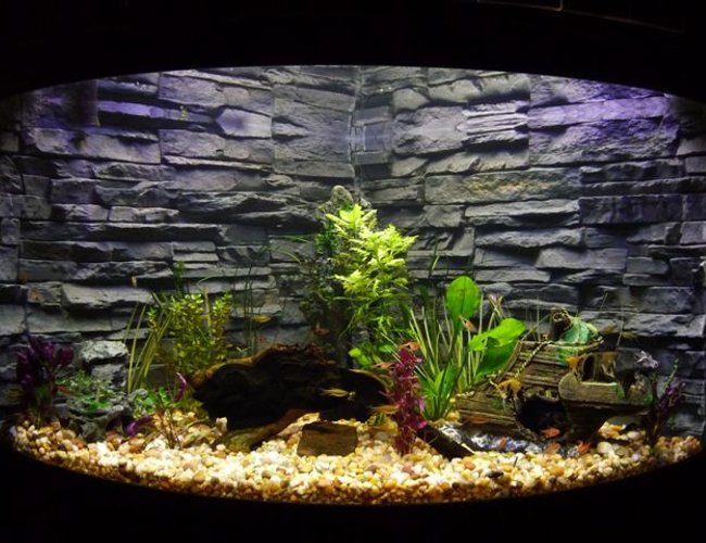 92 gallons planted tank (mostly live plants and fish) - Aqueon corner model 92 gallon, moderately planted. Custom and very original background. 92 gallons planted tank (mostly live plants and fish) - Aqueon corner model 92 gallon, moderately planted. Custom and very original background.