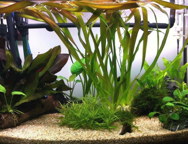 18 gallons planted tank (mostly live plants and fish) - 3 month old fishtank 18 gallons planted tank (mostly live plants and fish) - 3 month old fishtank