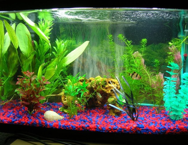 10 gallons planted tank (mostly live plants and fish) - 10 gallon with 4 Tiger Barbs, 2 Ghost Shrimp, and 1 Black Mystery Snail. 10 gallons planted tank (mostly live plants and fish) - 10 gallon with 4 Tiger Barbs, 2 Ghost Shrimp, and 1 Black Mystery Snail.